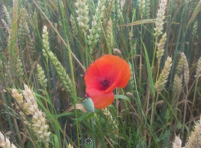 Gelnhausen Appartamento *